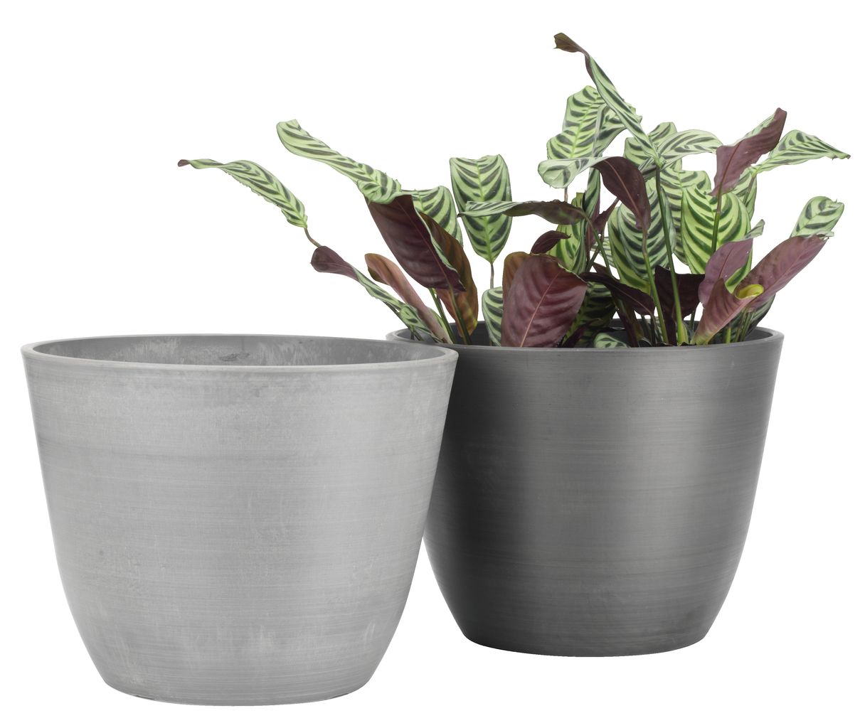 DİBÇƏK 6402400 HVEPS