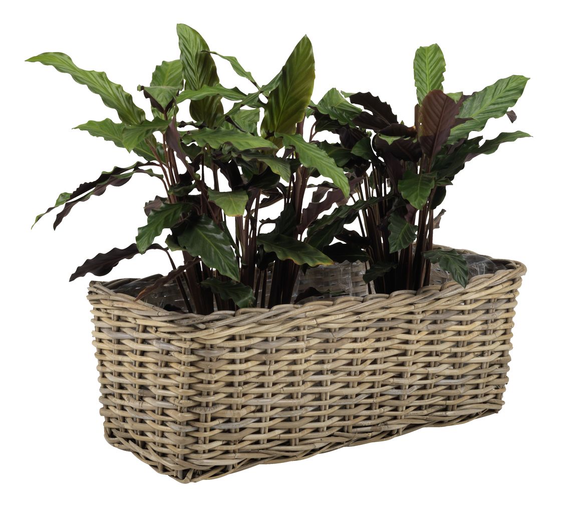 DİBÇƏK 6410010 SANSEBIE