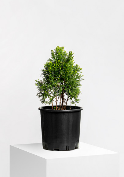 CUPRESSUS MACROCARPA GOLDCREST