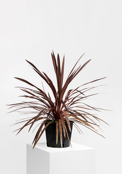 CORDYLINE AUSTRALIS RED STAR