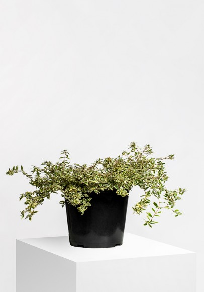 ABELIA X GRANDIFLORA "KALEIDOSCOPE"